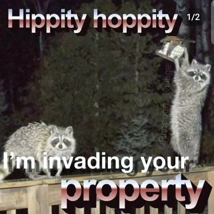 hippity-hoppity-raccoon-village-12-invading-property
