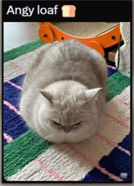 angry loaf