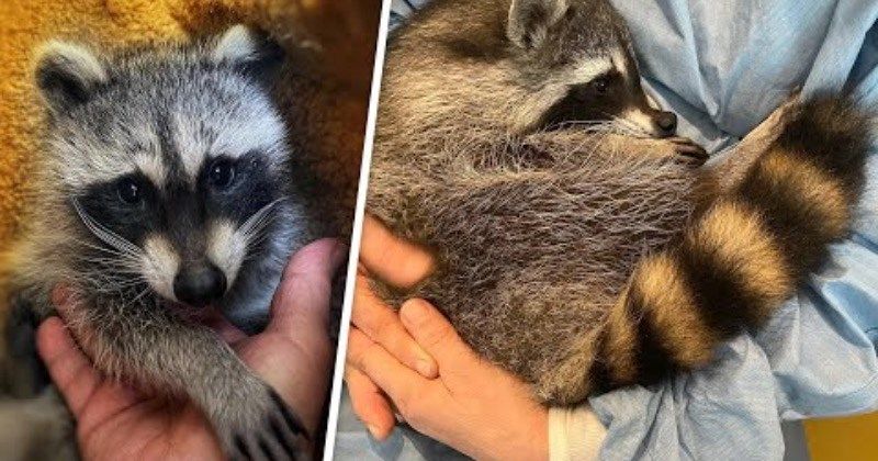 two-raccoons