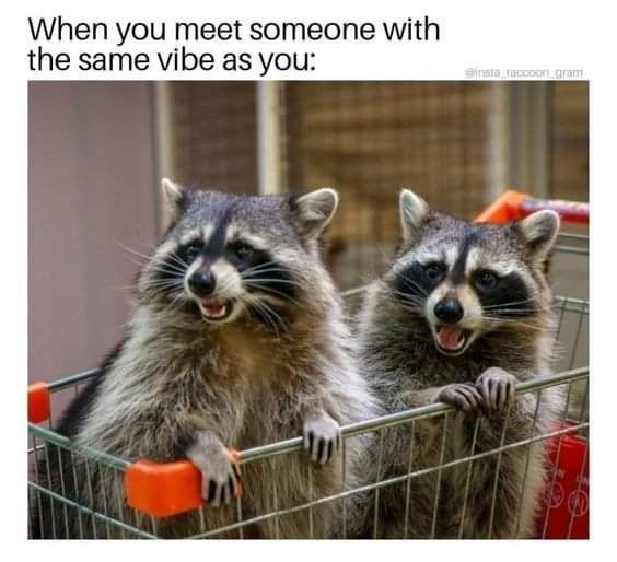 raccoon-meet-someone-with-same-vibe-as-insta_raccoon-gram