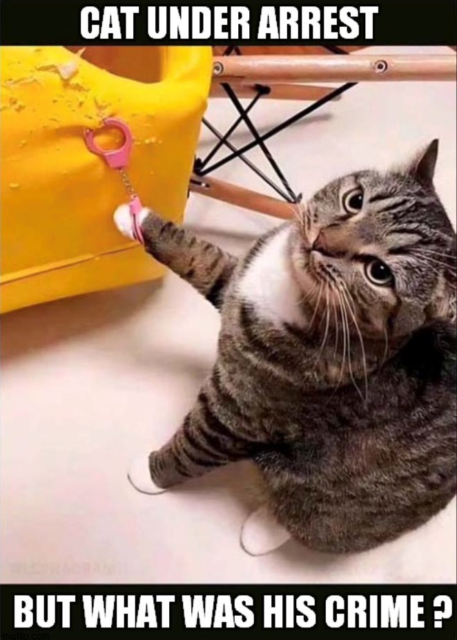 cat-under-arrest-mort-but-his-crime