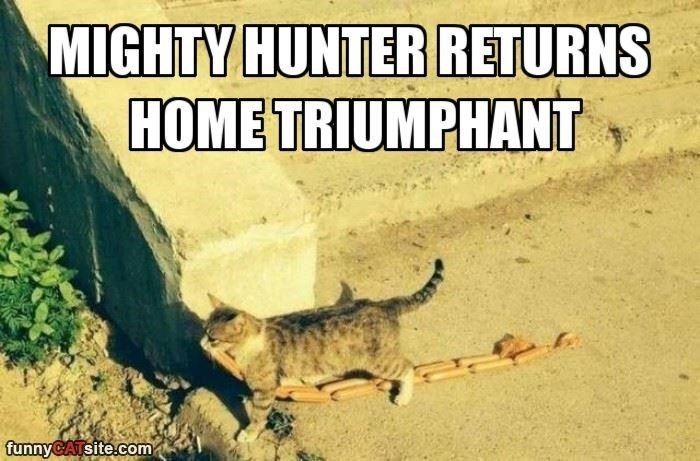 animal-mighty-hunter-returns-home-triumphant-funnycatsitecom