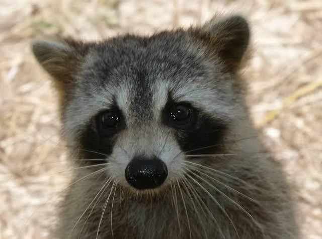 raccoon 6