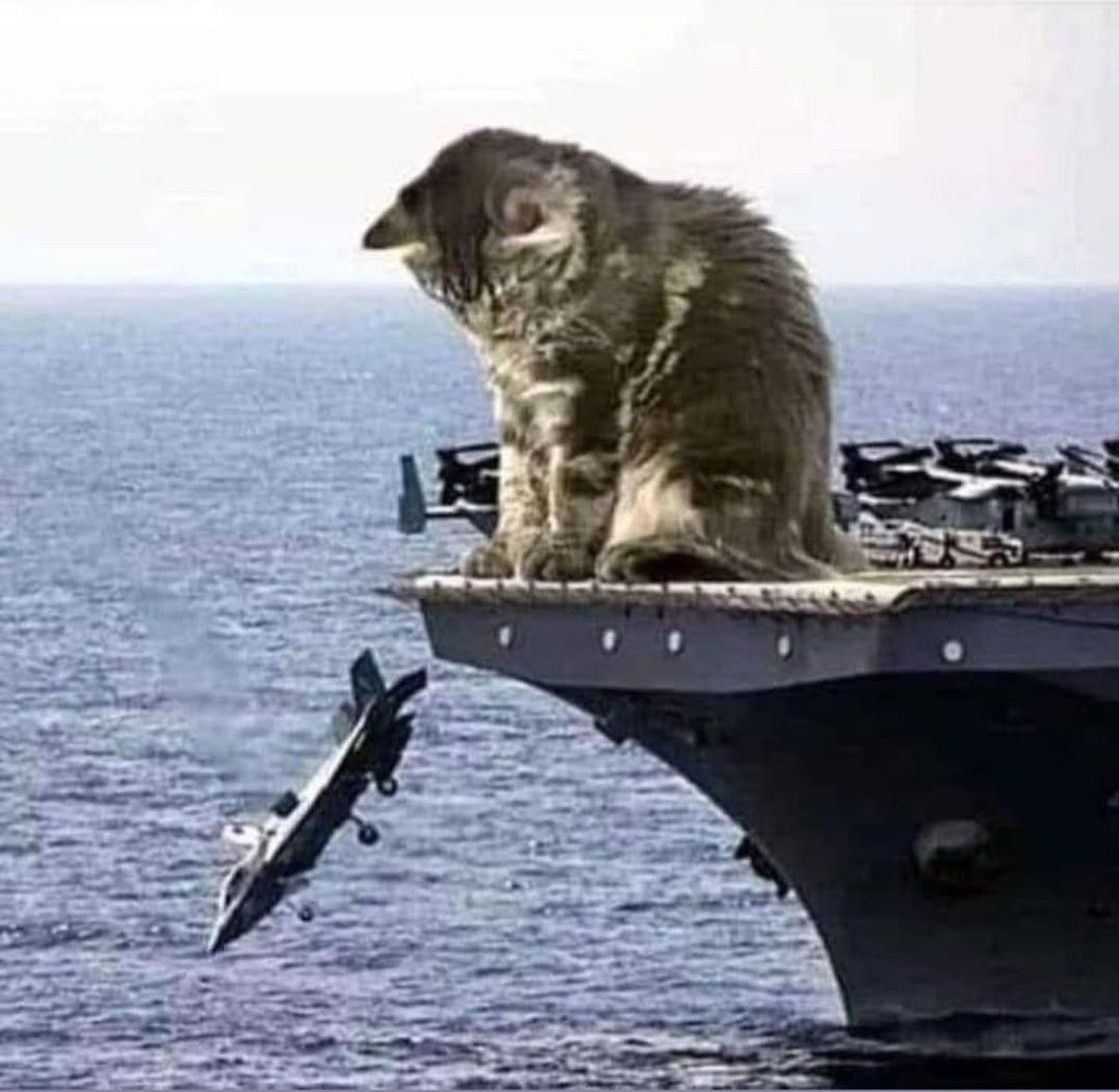 bad cat