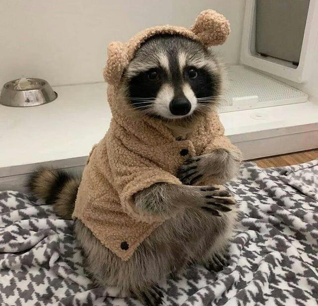 raccoon 3