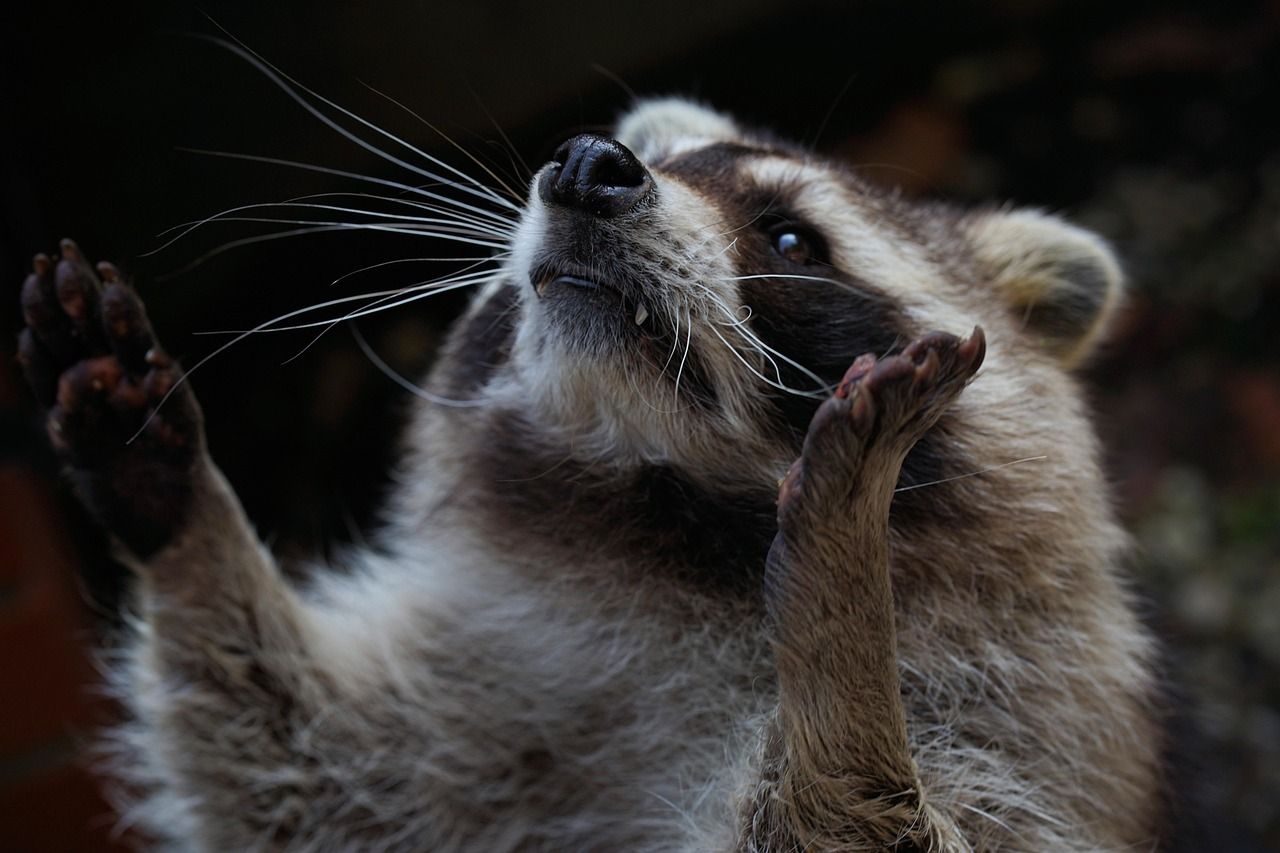 racoon evangel
