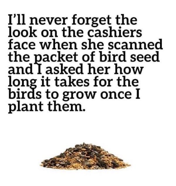 bird seed