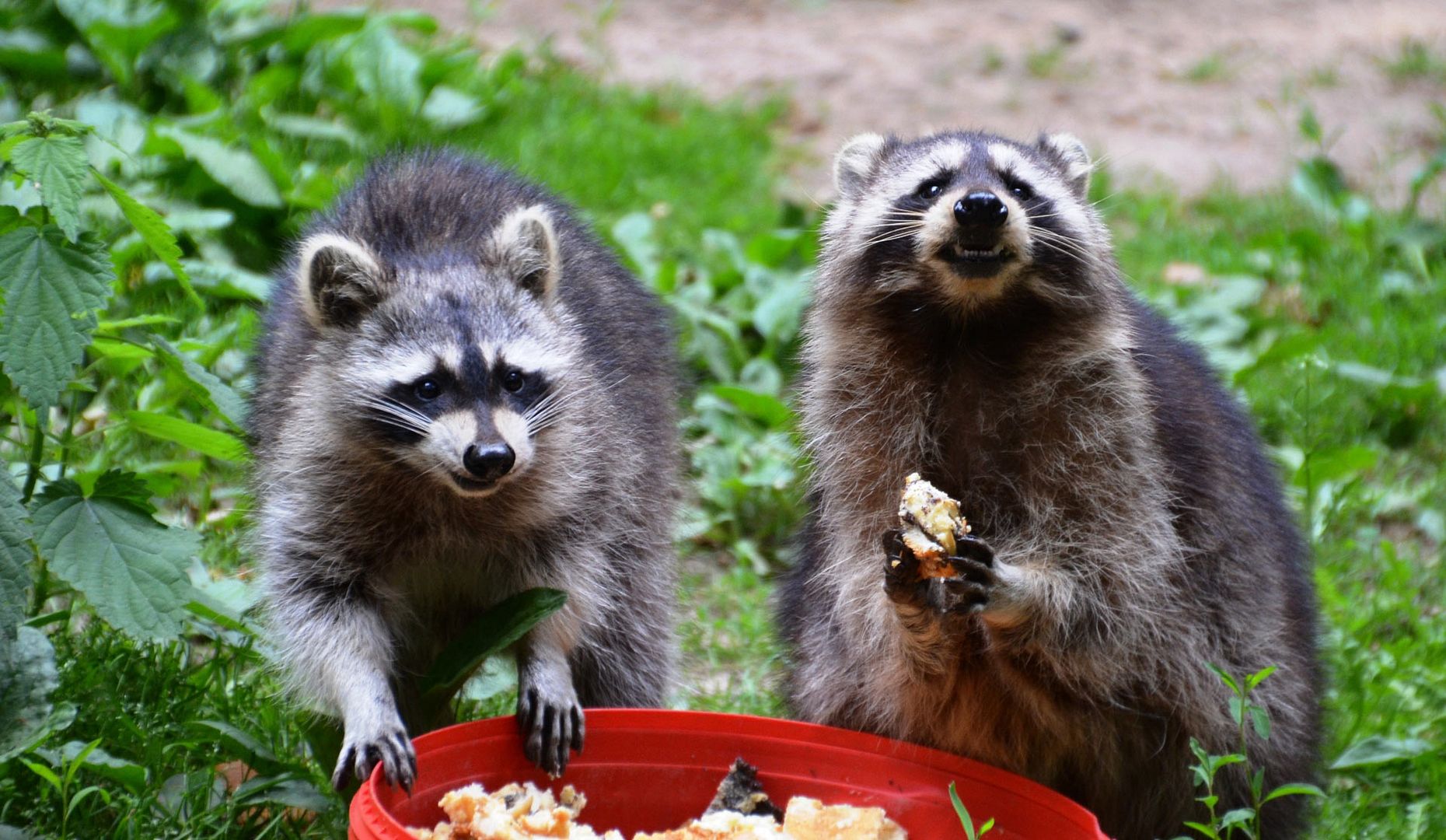 racoon 7