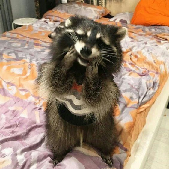 raccoon