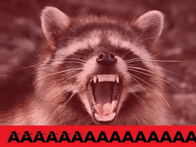 raccoon-angry-screaming