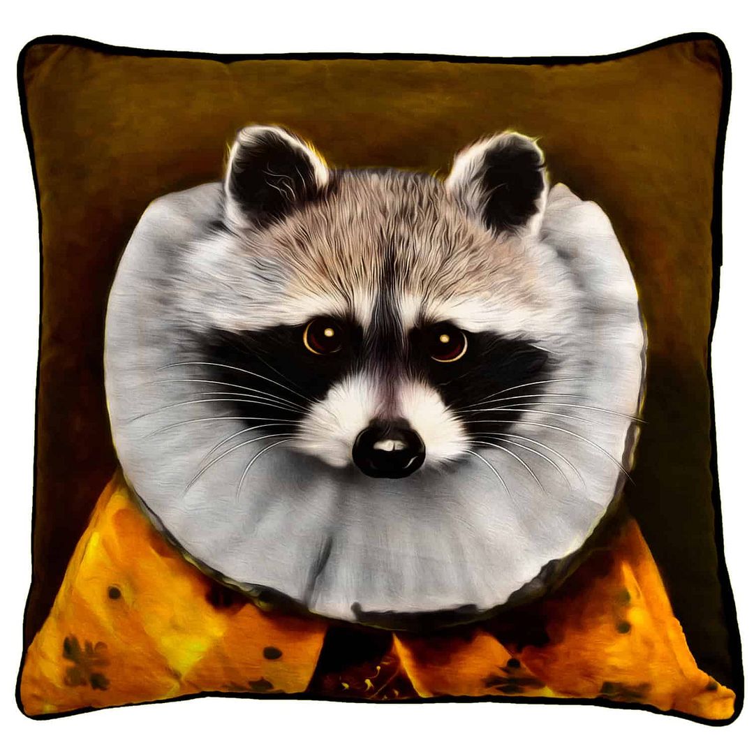 racoon 16