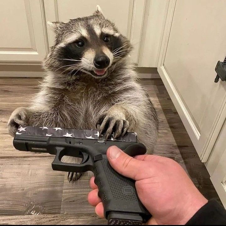 my racoon