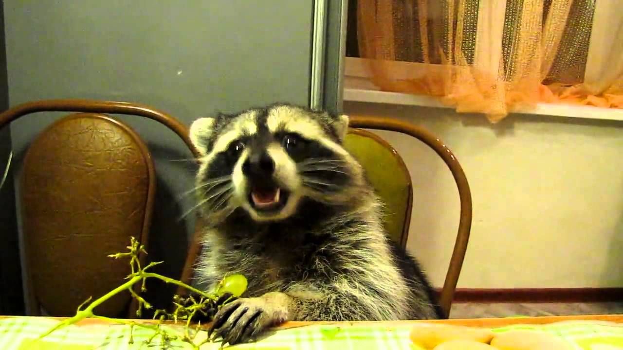raccoon-sitting-in-a-chair-eating-grapes-2195234559