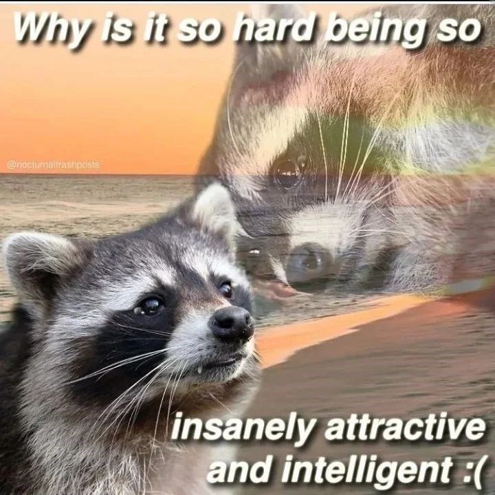 raccoon-why-is-so-hard