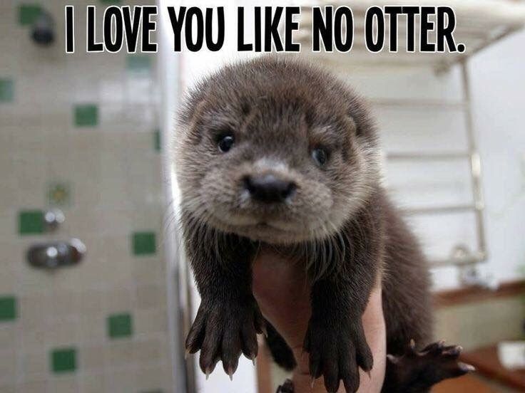 love-like-no-otter