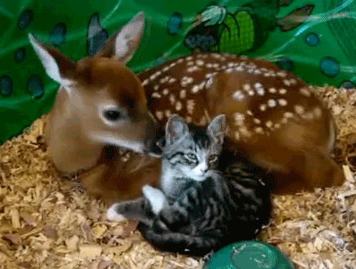 Bambi