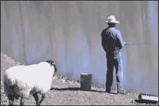 dog-protects-the-sheep-sheep-protects-the-fish