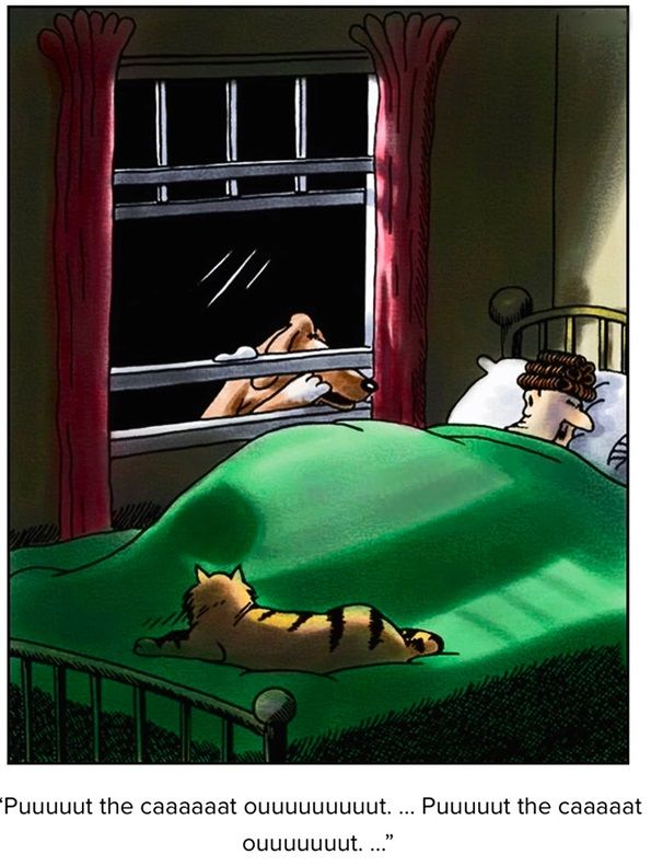 cat out