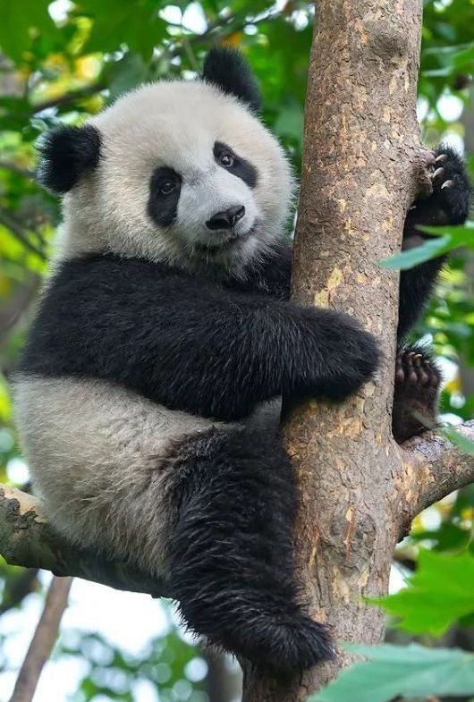perched panda