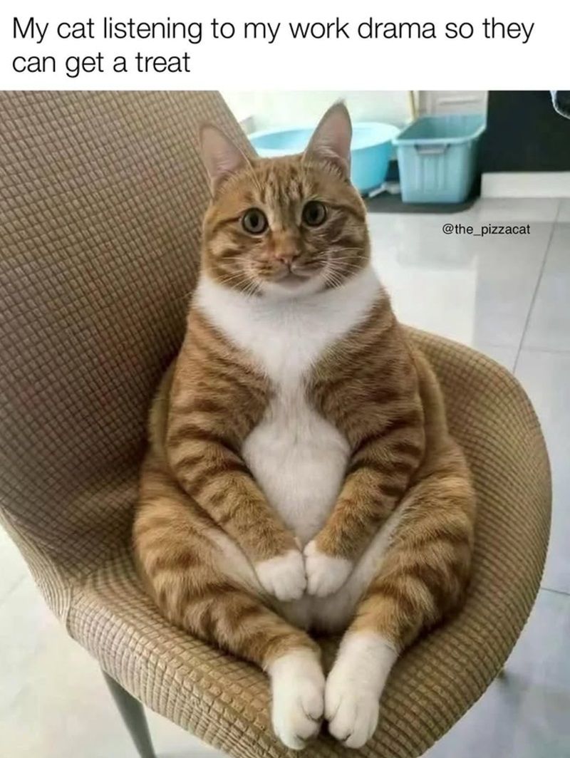 cat-listening-my-work-drama-so-they-can-get-treat