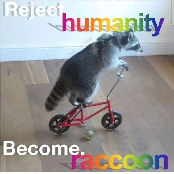 rejed-humanity-graccoon-village-become-raccoon