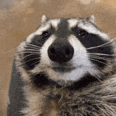 raccoon-drinking-beer