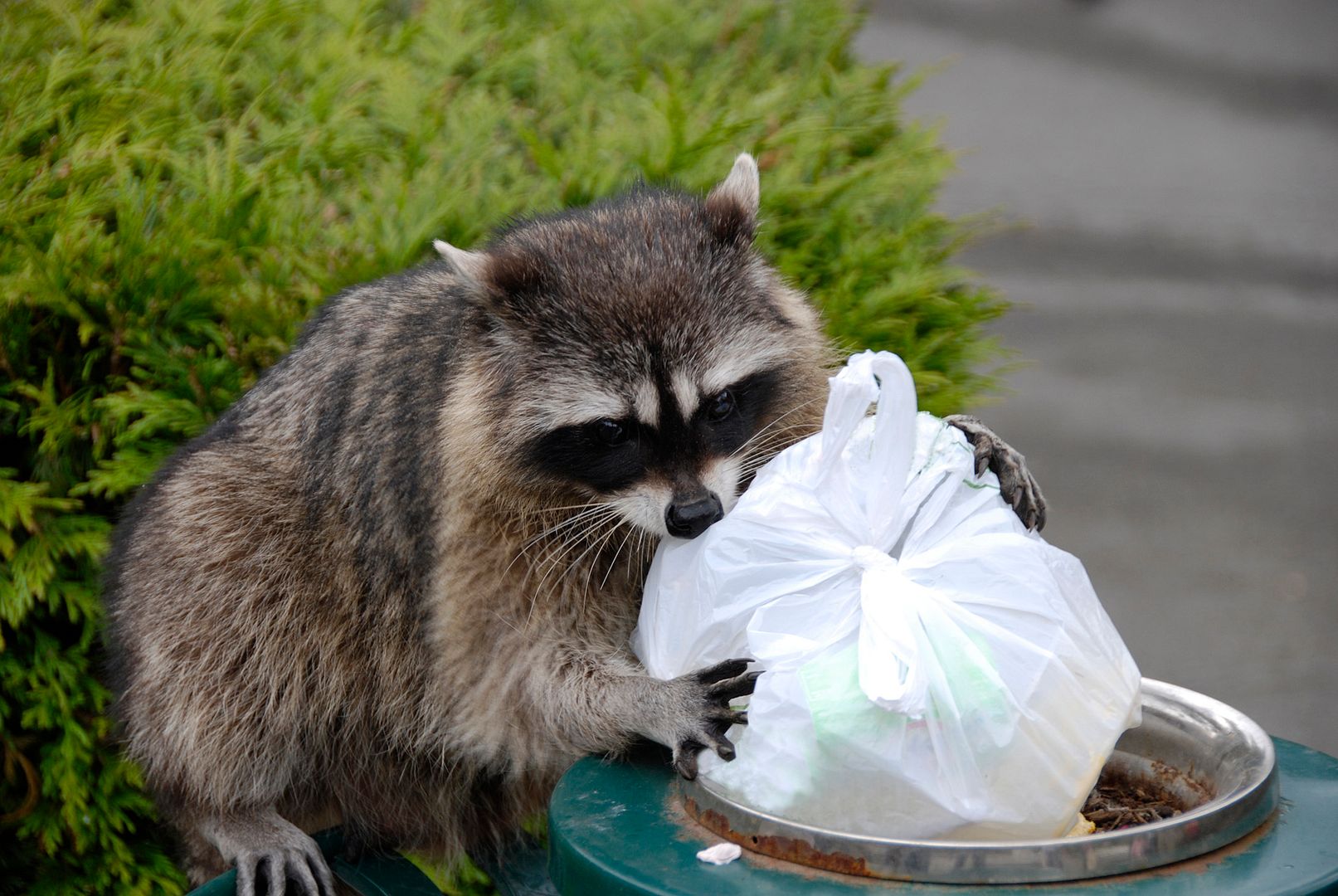 racoon-ya right
