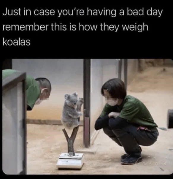 how-they-weigh-koalas