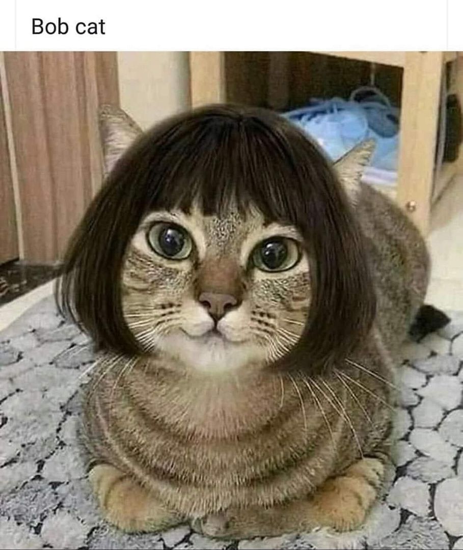 bob cat