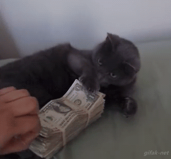 gif-of-cat-swatting-to-protect-pile-of-money
