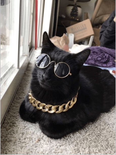 bling cat