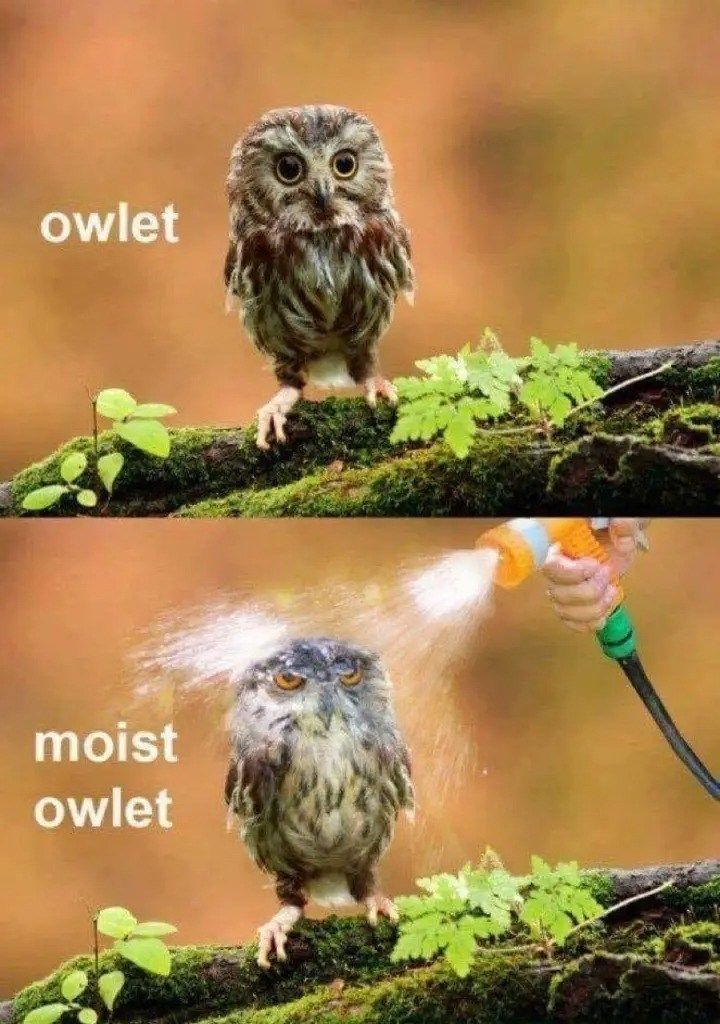 owl-owlet-moist-owlet