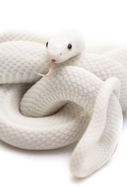 white snake