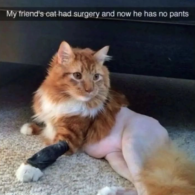 my-friends-cat-had-surgery-and-now-he-has-no-pants-buzzblusofficial