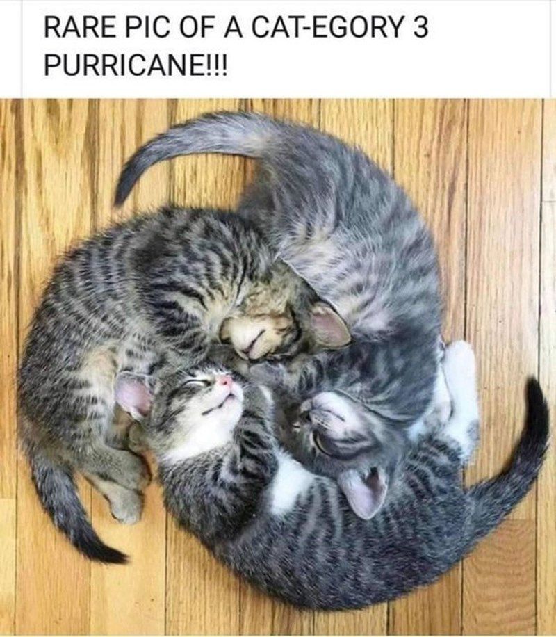 rare-pic-cat-egory-3-purricane