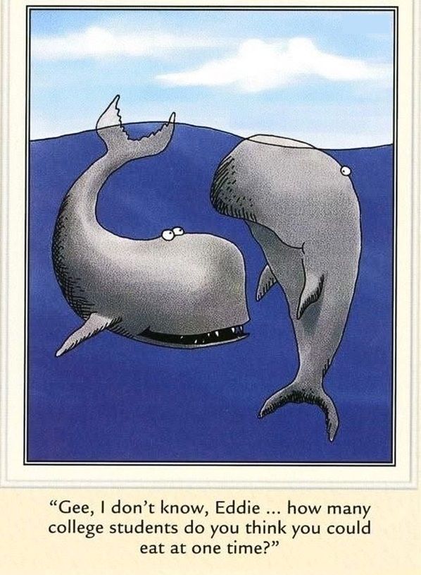 whales