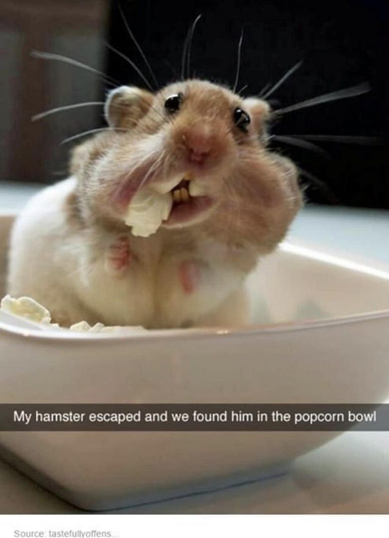 my-hamster-escaped-and-found-him-popcorn-bowl-source-tastefullyoffens