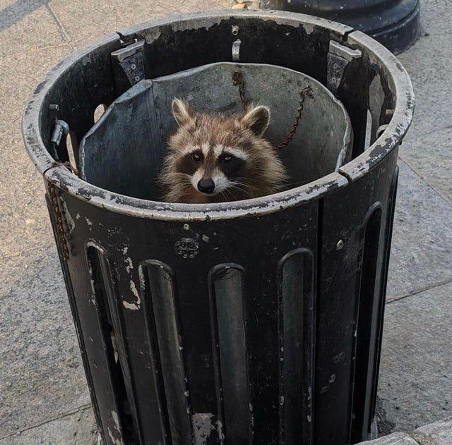 raccoon 2