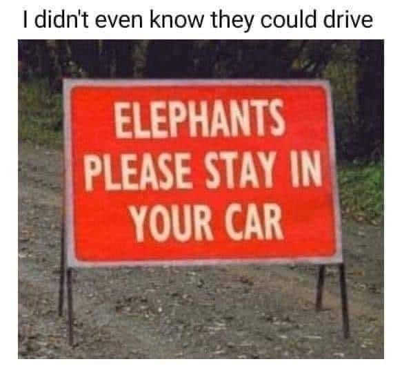 didnt-even-know-they-could-drive-elephants-please-stay-car