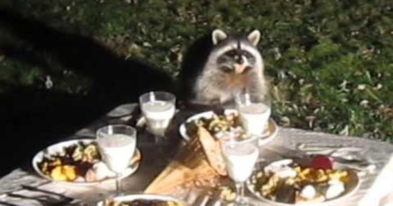 thanksgiving-racoon-feast