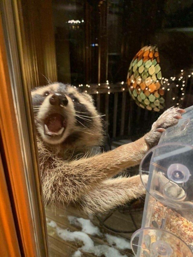 raccoon 8
