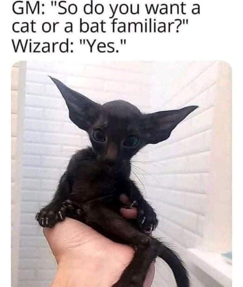 gm-so-do-want-cat-or-bat-familiar-wizard-yes