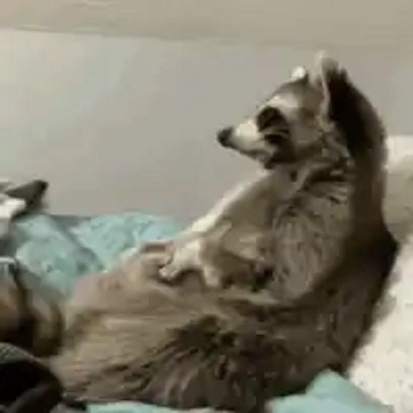 raccoon-handshake