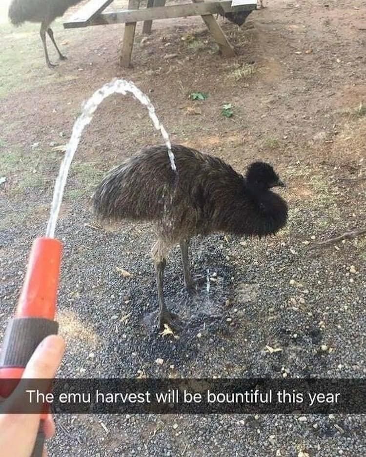 emu-harvest-will-be-bountiful-this-year