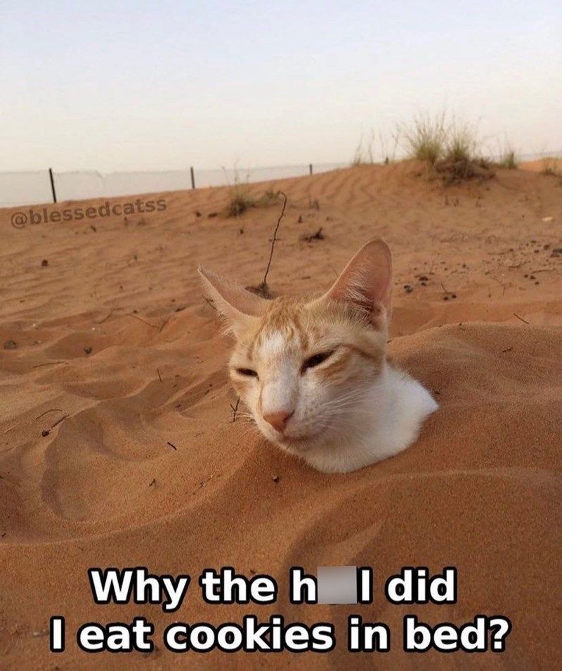blessedcatss-why-h-did-eat-cookies-bed