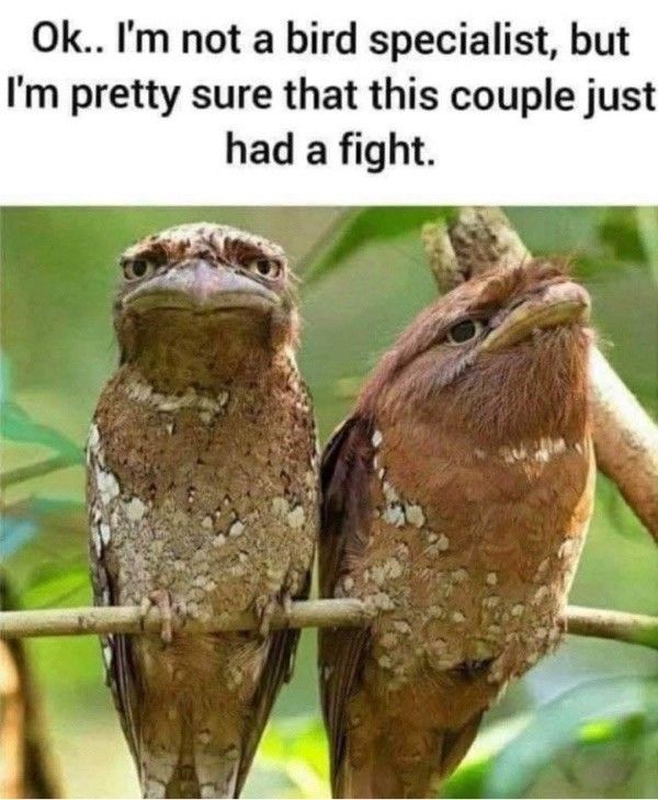 fight face