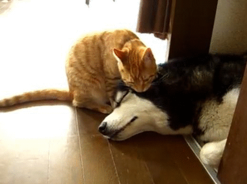 cleaning his kill