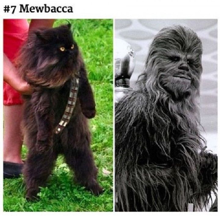 mewbacca crp