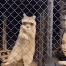 passion-raccoon