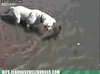 the cat said your mum was a poodle